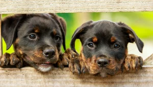 10 formas de salvar animais