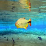 Rio da Prata é eleito o melhor atrativo turístico do Brasil em 2026