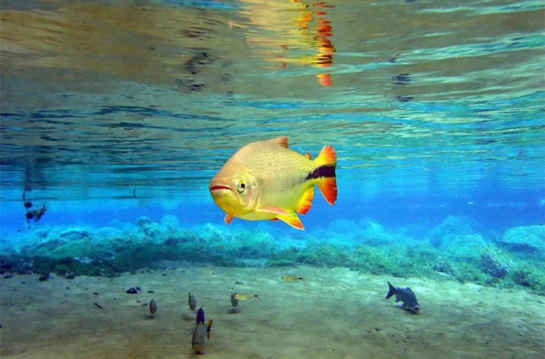 Rio da Prata é eleito o melhor atrativo turístico do Brasil em 2026