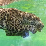 Tal mãe, tal filho: Ipepo caça jacaré gigante no Pantanal e herança de Ibaca aparece em cada movimento