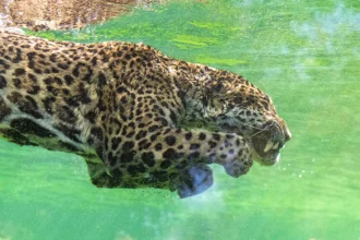 Tal mãe, tal filho: Ipepo caça jacaré gigante no Pantanal e herança de Ibaca aparece em cada movimento