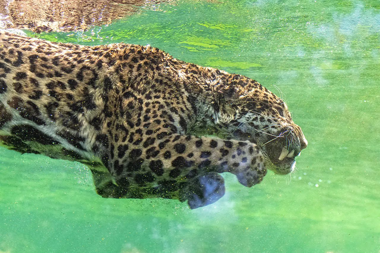 Tal mãe, tal filho: Ipepo caça jacaré gigante no Pantanal e herança de Ibaca aparece em cada movimento