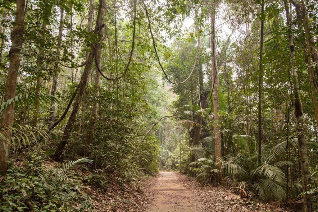 Descobrindo as maravilhas do ecoturismo no Brasil: 1 guia abrangente - Aquele Mato