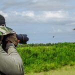 Birdwatching em Mato Grosso do Sul: guia completo para quem quer começar a observar aves