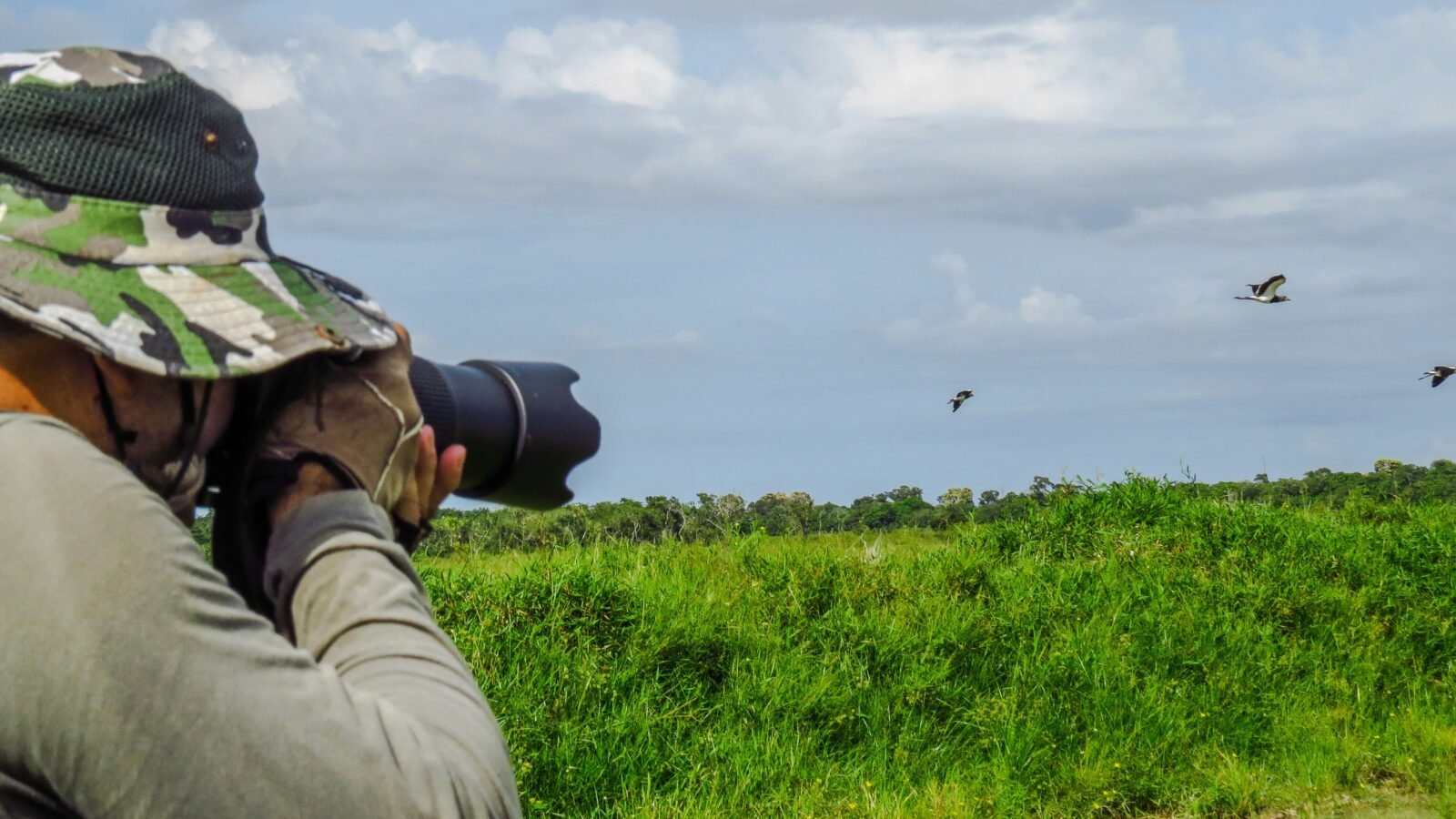 Birdwatching em Mato Grosso do Sul: guia completo para quem quer começar a observar aves