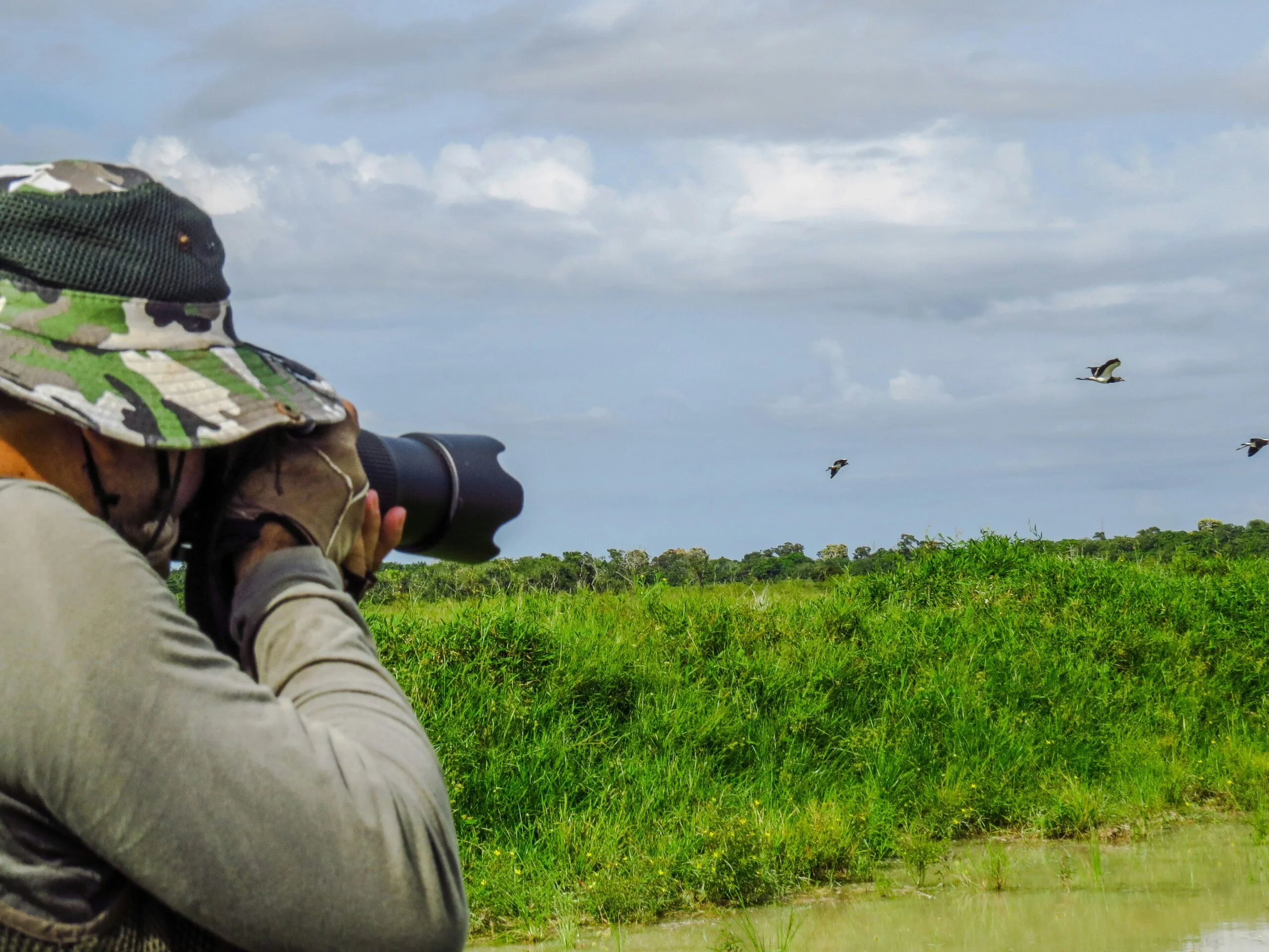 Birdwatching em Mato Grosso do Sul: guia completo para quem quer começar a observar aves