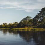 Plantas endêmicas do Pantanal: conheça as espécies mutantes que só existem aqui
