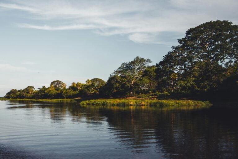 Plantas endêmicas do Pantanal: conheça as espécies mutantes que só existem aqui
