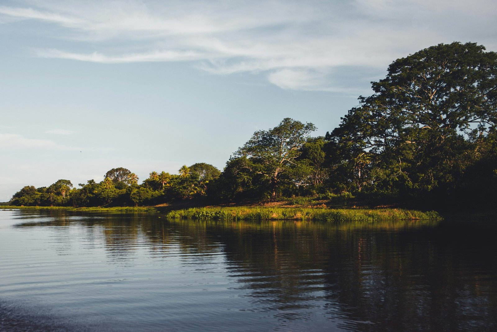 Plantas endêmicas do Pantanal: conheça as espécies mutantes que só existem aqui