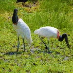 Guia marroquino trocou a Economia pelo “clique” no Pantanal