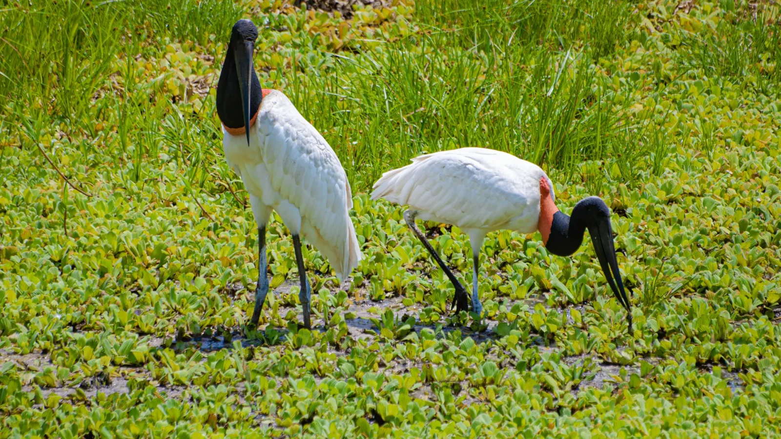 Guia marroquino trocou a Economia pelo “clique” no Pantanal