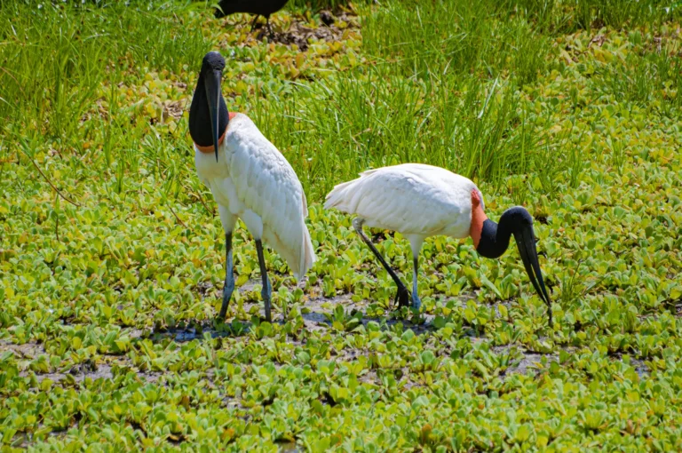 Guia marroquino trocou a Economia pelo “clique” no Pantanal