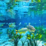 Bonito e Campo Grande brilham entre os destinos mais acolhedores do Brasil em 2026