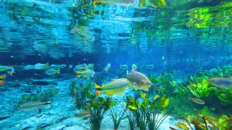 Belezas submersas de Bonito