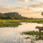 ONG adquire terras no Pantanal para preservar bioma