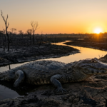 Ração especial salva fauna pantaneira