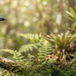 Juruva é nova Ave Símbolo da Mata Atlântica em Mato Grosso do Sul