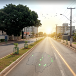 Figueiras centenárias são removidas em Campo Grande