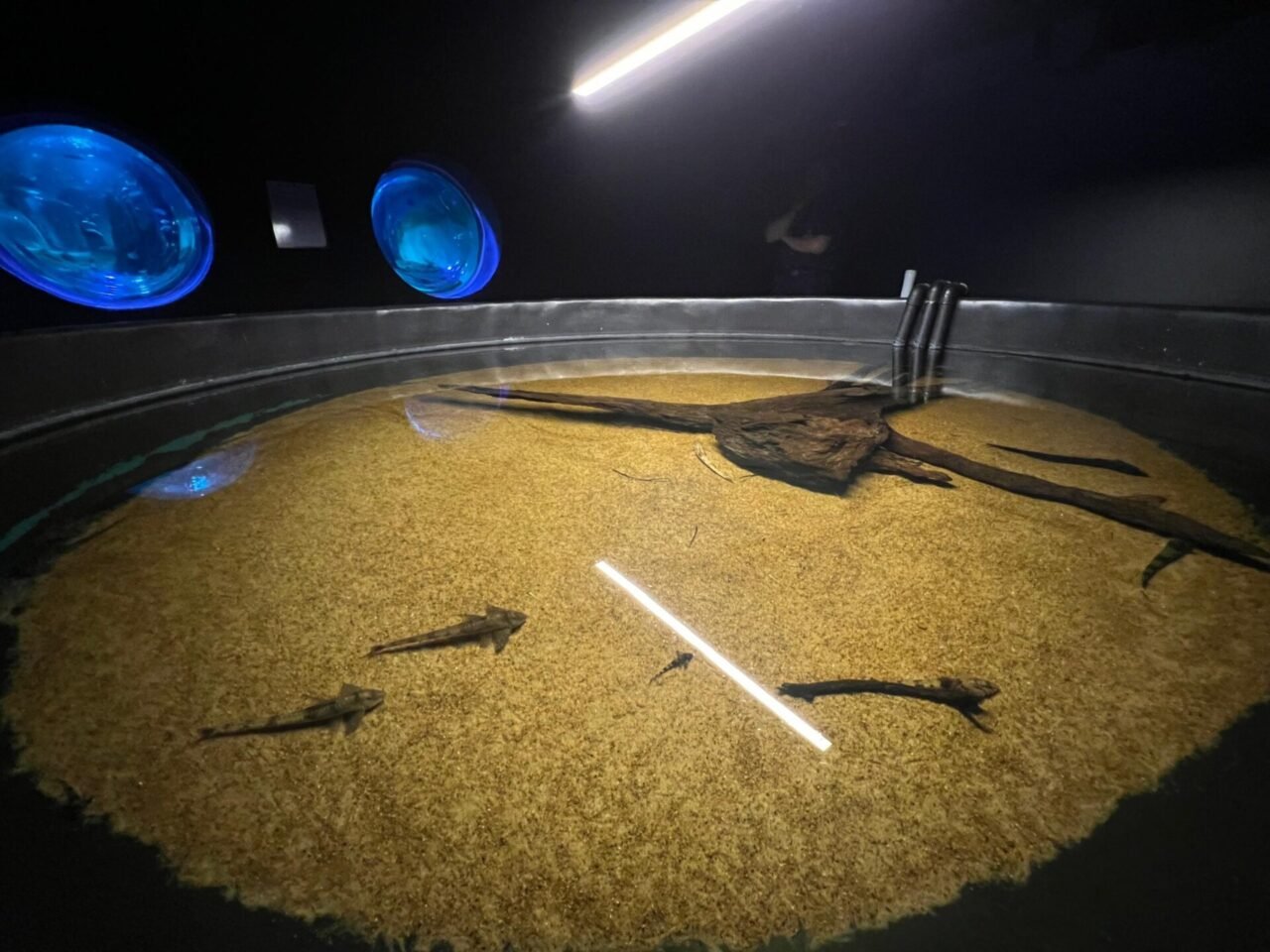 Bioparque resgata peixes da decoada