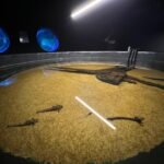 Bioparque resgata peixes da decoada