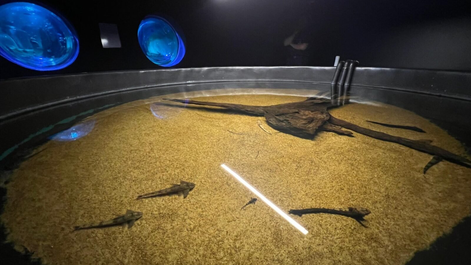 Bioparque resgata peixes da decoada