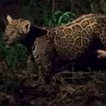 Família de onças é vista em Miranda