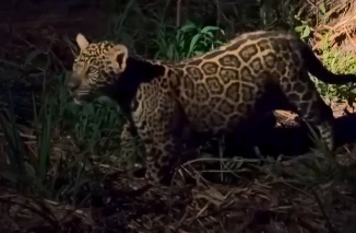 Família de onças é vista em Miranda