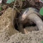 Tatu-canastra é flagrado em raro comportamento diurno no Pantanal