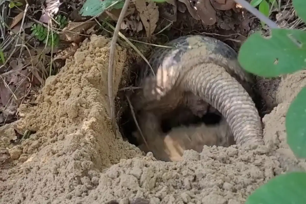 Tatu-canastra é flagrado em raro comportamento diurno no Pantanal