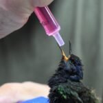 Aves resgatadas de cativeiro irregular recebem tratamento especializado em Três Lagoas