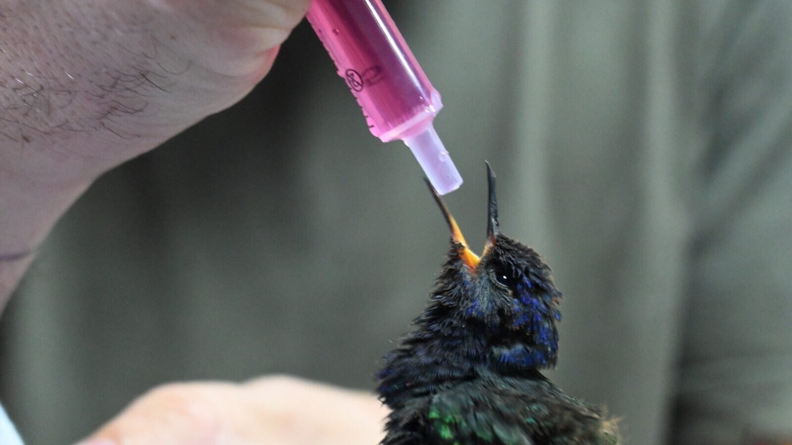 Aves resgatadas de cativeiro irregular recebem tratamento especializado em Três Lagoas