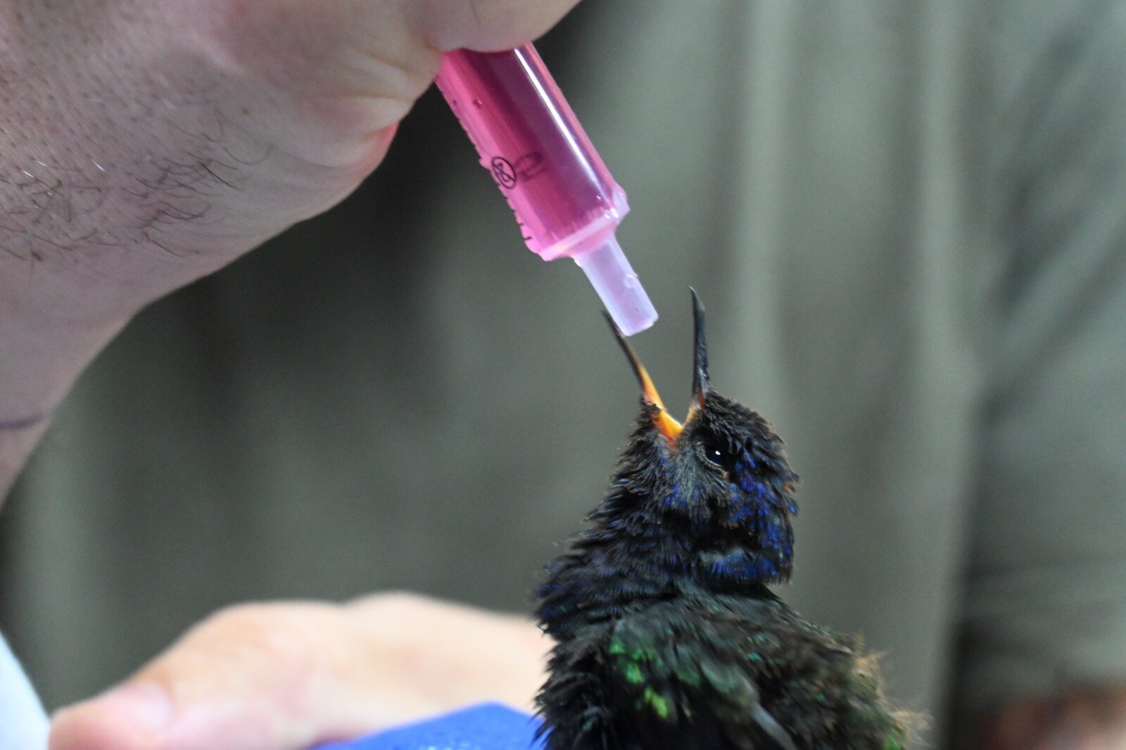 Aves resgatadas de cativeiro irregular recebem tratamento especializado em Três Lagoas