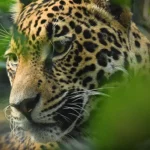 Onça-Pintada no Masp: MS e Jaguar Parade unem arte e conservação em SP