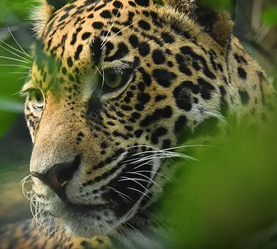 Onça-Pintada no Masp: MS e Jaguar Parade unem arte e conservação em SP