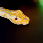 Serpente com 23 metros é a nova atração do Bioparque Pantanal