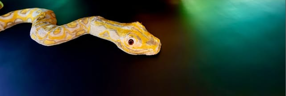 Serpente com 23 metros é a nova atração do Bioparque Pantanal