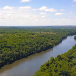 Projeto de conservação em Inocência monitora família de bugios-pretos com drones, e você pode escolher os nomes