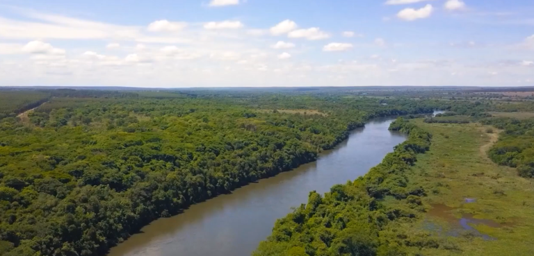 Projeto de conservação em Inocência monitora família de bugios-pretos com drones, e você pode escolher os nomes