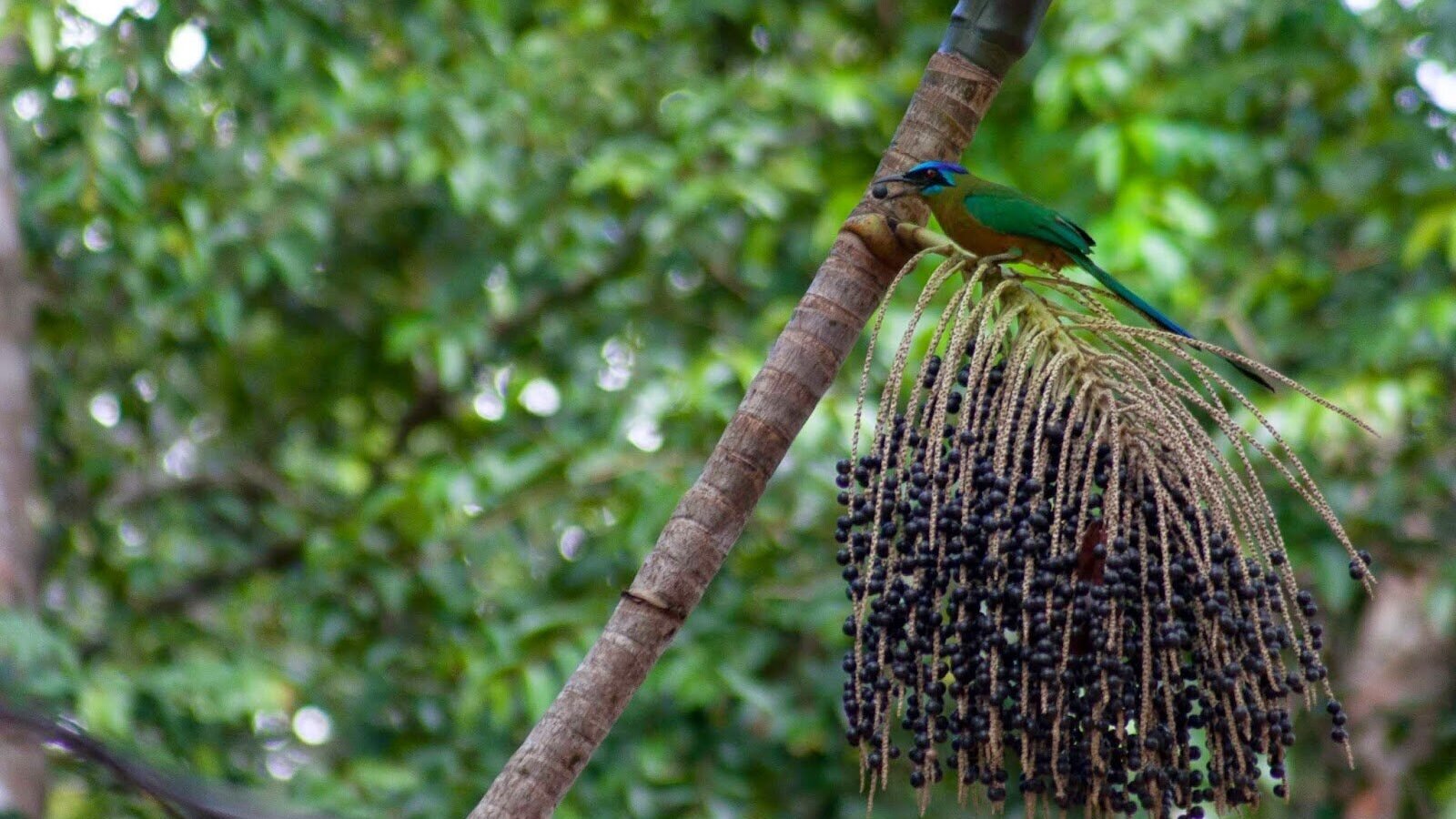 Udu-de-coroa-azul: conheça a ave mais elegante do Pantanal e do Cerrado sul-mato-grossense