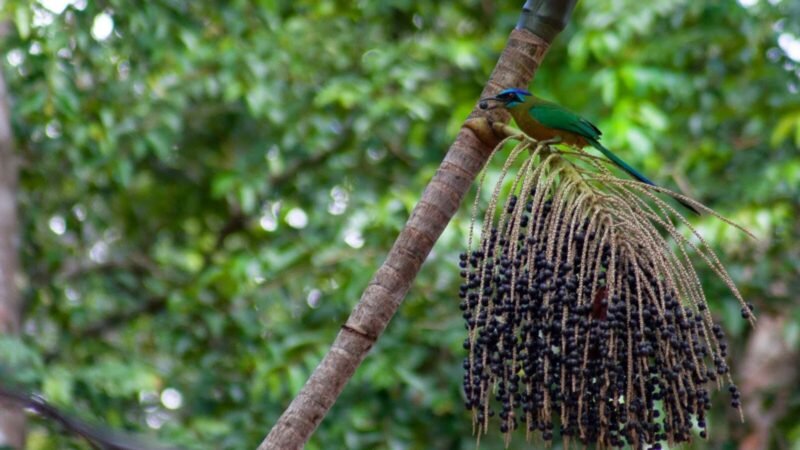 Udu-de-coroa-azul: conheça a ave mais elegante do Pantanal e do Cerrado sul-mato-grossense