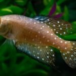 Peixe-das-nuvens: nova espécie descoberta no Pantanal sobrevive à seca enterrando seus ovos no solo por anos