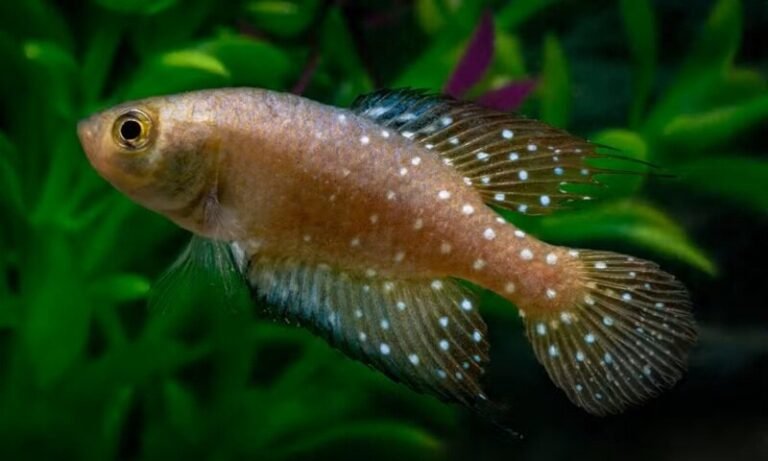 Peixe-das-nuvens: nova espécie descoberta no Pantanal sobrevive à seca enterrando seus ovos no solo por anos