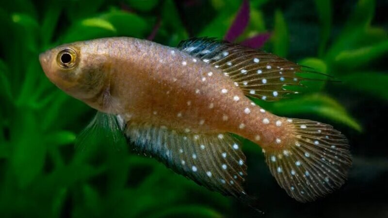 Peixe-das-nuvens: nova espécie descoberta no Pantanal sobrevive à seca enterrando seus ovos no solo por anos