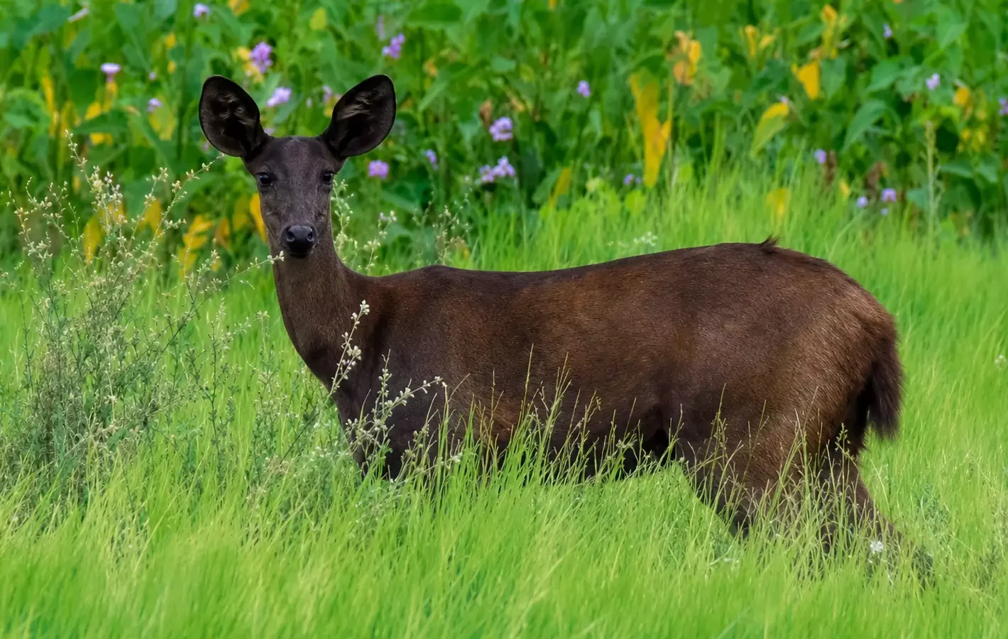 Veado preto do Pantanal deixa de ser lenda: ciência confirma melanismo no cervo-do-pantanal pela primeira vez