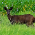 Veado preto do Pantanal deixa de ser lenda: ciência confirma melanismo no cervo-do-pantanal pela primeira vez