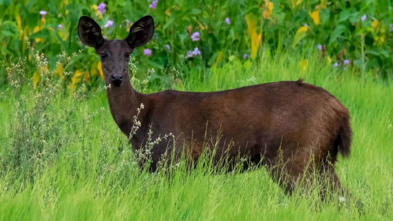 Veado preto do Pantanal deixa de ser lenda: ciência confirma melanismo no cervo-do-pantanal pela primeira vez
