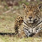 Onçafari completa 15 anos com quase 100 animais devolvidos à natureza e 125 mil hectares protegidos