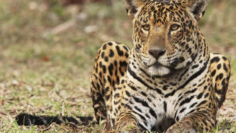 Onçafari completa 15 anos com quase 100 animais devolvidos à natureza e 125 mil hectares protegidos