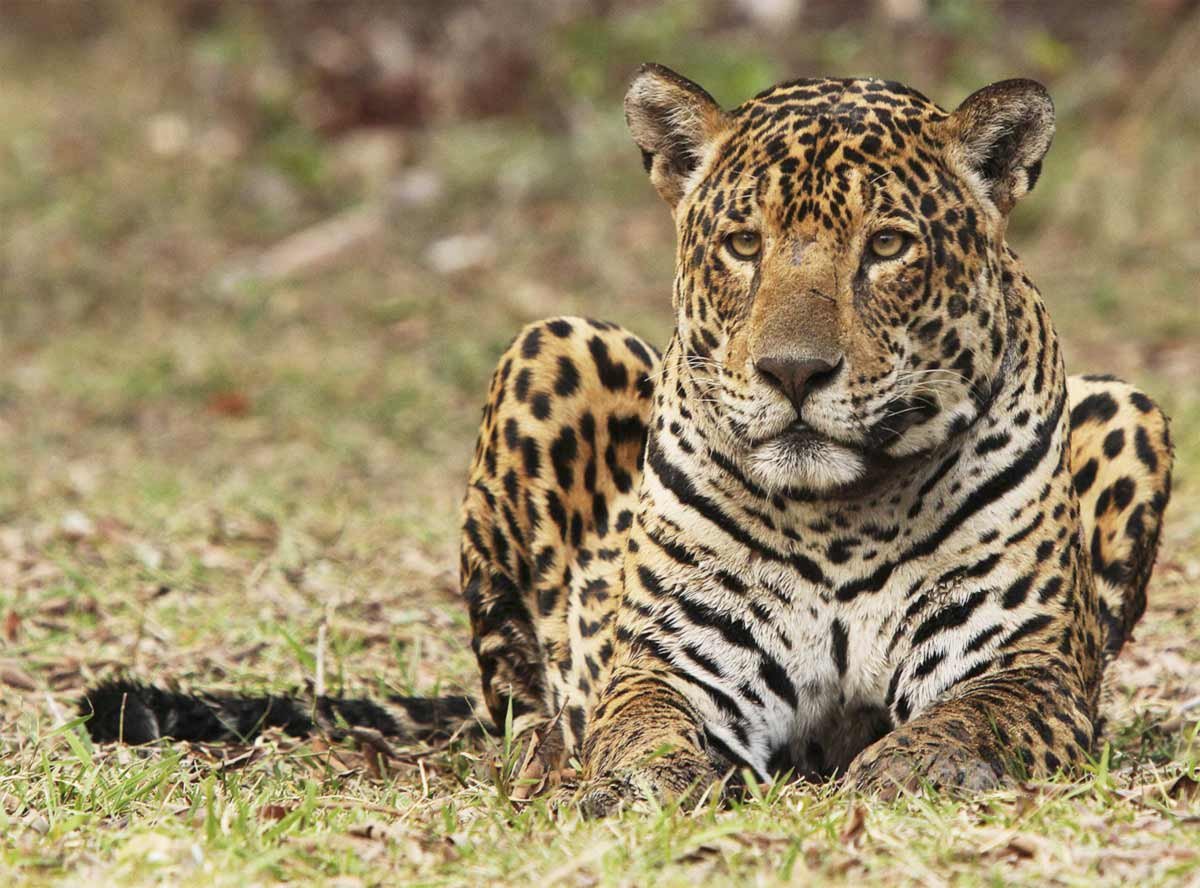 Onçafari completa 15 anos com quase 100 animais devolvidos à natureza e 125 mil hectares protegidos