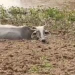 Gado volta a agonizar nas margens do Taquari em área de mortes em massa